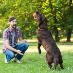 The Ultimate Guide to Training Your Dog: Tips for a Well-Behaved Companion